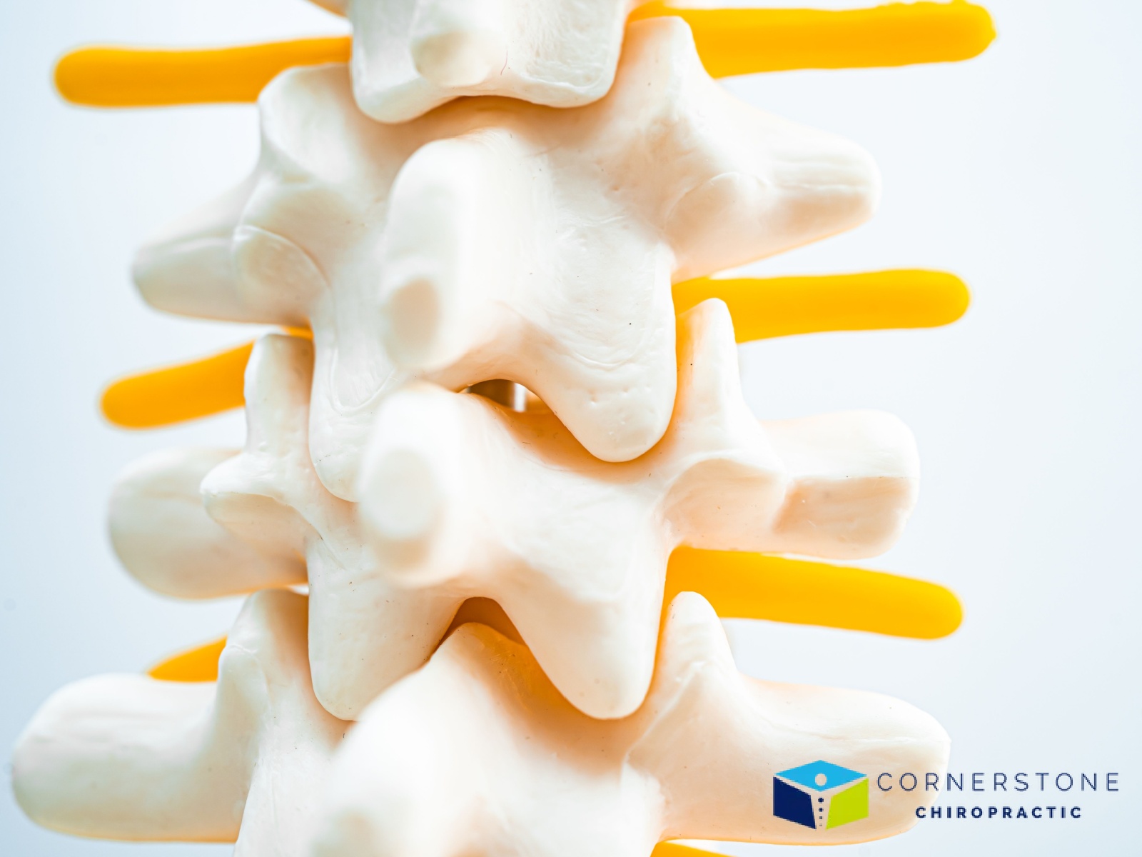 What Happens In Your Body During A Chiropractic Adjustment